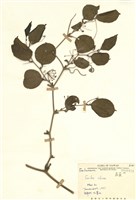 藏品(菝葜)的圖片